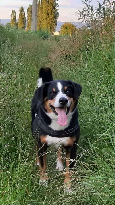 Dein Hund im Dogorama-Kalender 2021-Beitrag-Bild