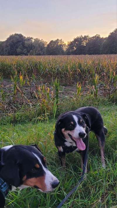 154. FotoChallenge * AUFS BILD GEMOGELT *-Beitrag-Bild