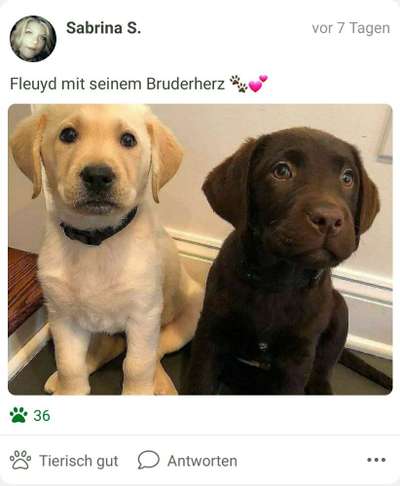 FOTOCHALLENGE 68: Dein Hund und sein bester Freund-Beitrag-Bild