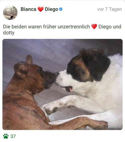 FOTOCHALLENGE 68: Dein Hund und sein bester Freund-Beitrag-Bild