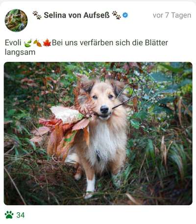 Fotochallenge Nr. 99 Herbst und Halloween🍁🍂-Beitrag-Bild