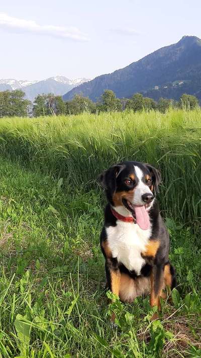 Challenge 41 - Mein Hund im Urlaub-Beitrag-Bild
