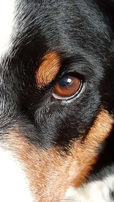 Dein Hund im Dogorama-Kalender 2021-Beitrag-Bild