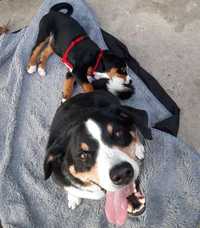 Fotochallenge Nr. 47 - Zeigt die Zähne-Beitrag-Bild