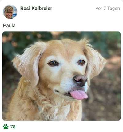 Fotochallenge Nr. 59 - Mein Hund zeigt die Zunge-Beitrag-Bild