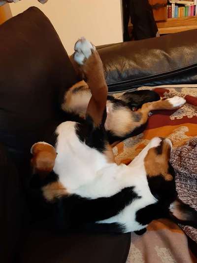 Hands,äh Pfoten up in the Air-Beitrag-Bild