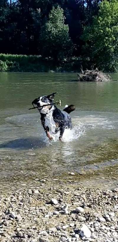 Challenge Nr. 16         Dynamik - Dein Hund in Bewegung-Beitrag-Bild