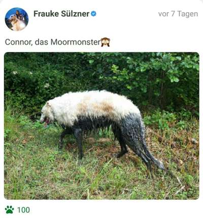 FOTOCHALLENGE 72 - Glücklicher Hund im Schmuddel-Look-Beitrag-Bild