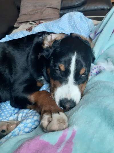 Fotochallenge Nr 96.: Bunt, Bunter, Hund 💐🌹🍁-Beitrag-Bild