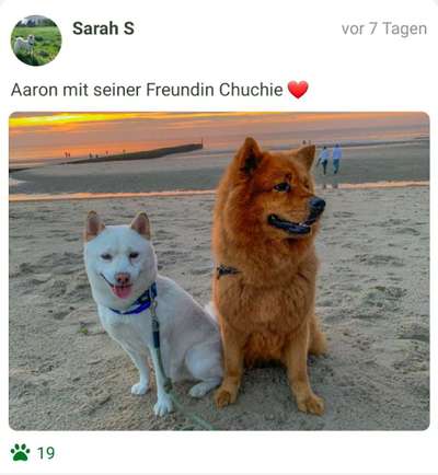 Challenge 41 - Mein Hund im Urlaub-Beitrag-Bild