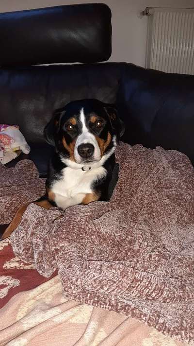 Black dogs are beautiful-Beitrag-Bild