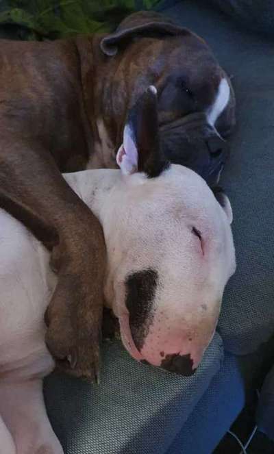 Zweithund ja gerne -aber Welcher?-Beitrag-Bild