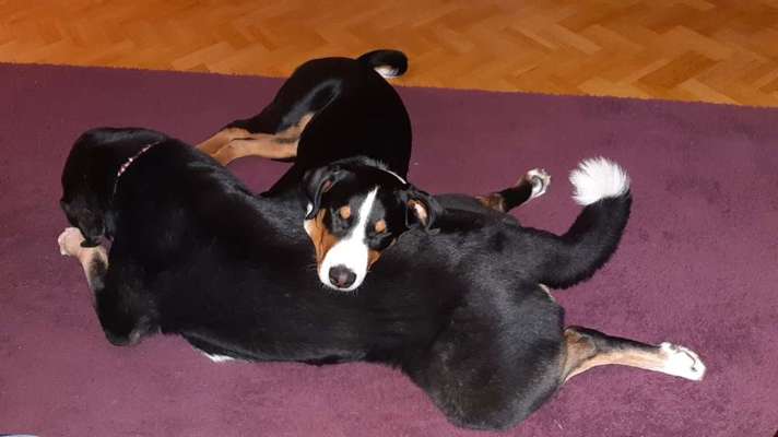 FOTOCHALLENGE 68: Dein Hund und sein bester Freund-Beitrag-Bild