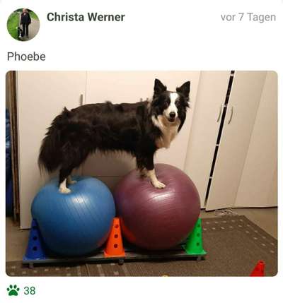 43. Fotochallenge-Zeigt mir eure Ball oder Frisbee verrueckten Hunde-Beitrag-Bild