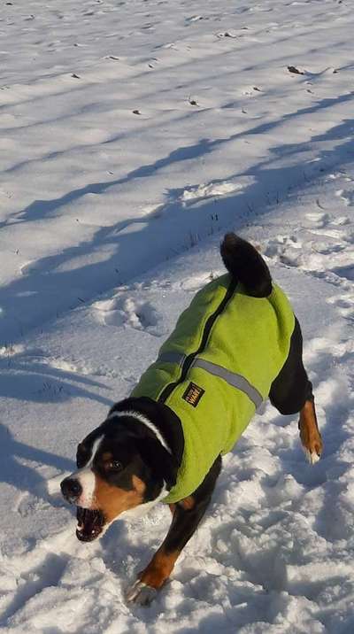 Foto Challenge Nr.: 114
Hunde im Schnee-Beitrag-Bild