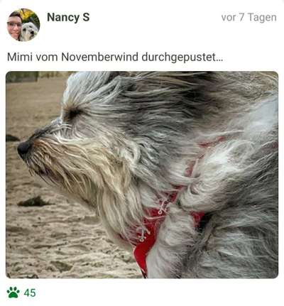 Fotochallenge Nr 55  -  Hund im November--Beitrag-Bild