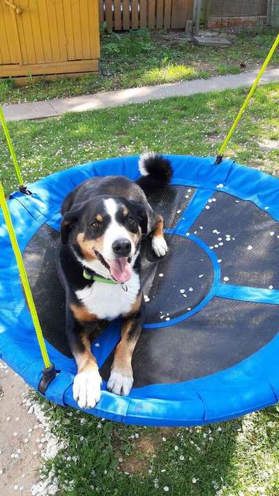 Dein Hund im Dogorama-Kalender 2021-Beitrag-Bild