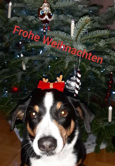 Weihnachtsfoto Aktion!-Beitrag-Bild