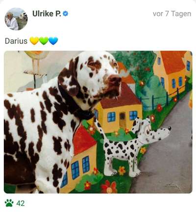 Fotochallenge Nr 96.: Bunt, Bunter, Hund 💐🌹🍁-Beitrag-Bild