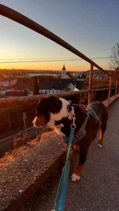 Dogorama Foto Challenge - Wanderziel-Beitrag-Bild