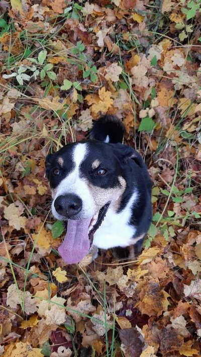 Fotochallenge Nr 55  -  Hund im November--Beitrag-Bild