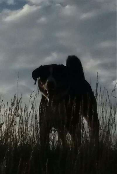 Dein Hund im Dogorama-Kalender 2021-Beitrag-Bild