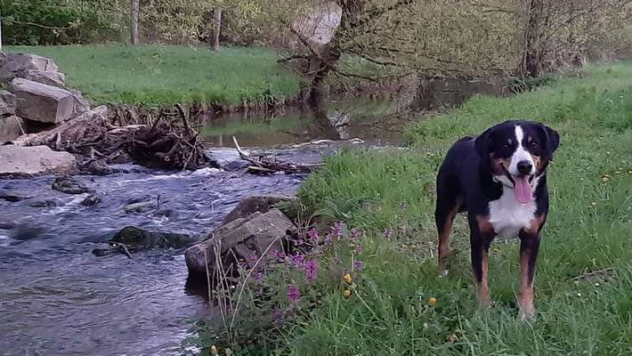 Dein Hund im Dogorama-Kalender 2021-Beitrag-Bild