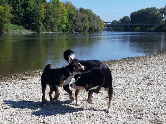 FOTO CHALLENGE 77 - Dein Hund im Spiel-Beitrag-Bild