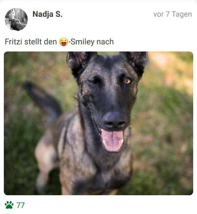 Fotochallenge Nr. 59 - Mein Hund zeigt die Zunge-Beitrag-Bild