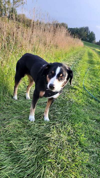 Dogorama Photo Challenge- genervter Blick-Beitrag-Bild