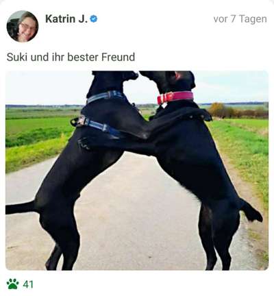 FOTO CHALLENGE 77 - Dein Hund im Spiel-Beitrag-Bild