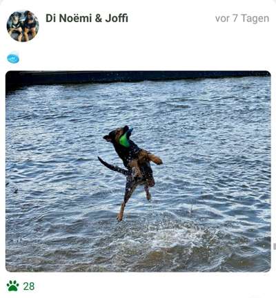 43. Fotochallenge-Zeigt mir eure Ball oder Frisbee verrueckten Hunde-Beitrag-Bild