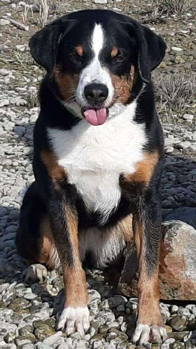 Dein Hund im Dogorama-Kalender 2021-Beitrag-Bild