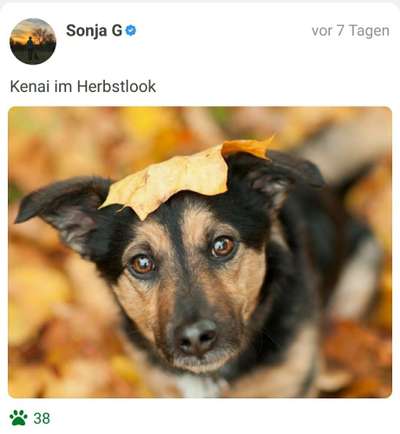 Fotochallenge Nr. 99 Herbst und Halloween🍁🍂-Beitrag-Bild