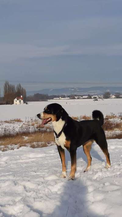 Fotochallenge 61 ~ Schnee-Beitrag-Bild