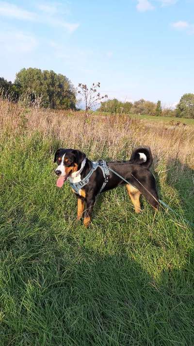 Dogorama Photo Challenge - an der Leine-Beitrag-Bild