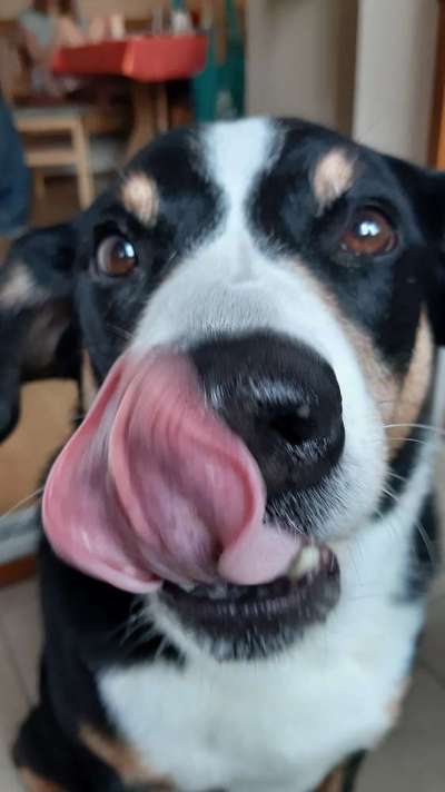 Fotochallenge Nr. 59 - Mein Hund zeigt die Zunge-Beitrag-Bild