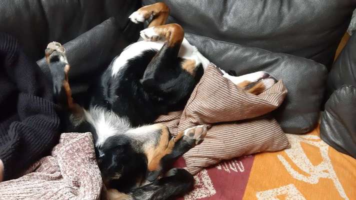 Dogorama Photo Challenge - Zeigt her eure Bäuche-Beitrag-Bild