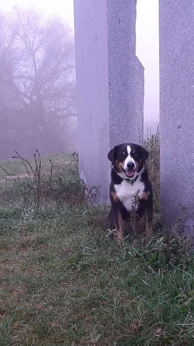 Dogorama Photo Challenge - Nebel-Beitrag-Bild