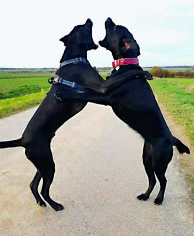 FOTO CHALLENGE 77 - Dein Hund im Spiel-Beitrag-Bild