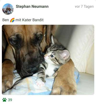 98.Fotochallange  - Hunde zeigen Zuneigung-Beitrag-Bild