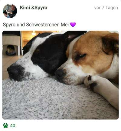 98.Fotochallange  - Hunde zeigen Zuneigung-Beitrag-Bild