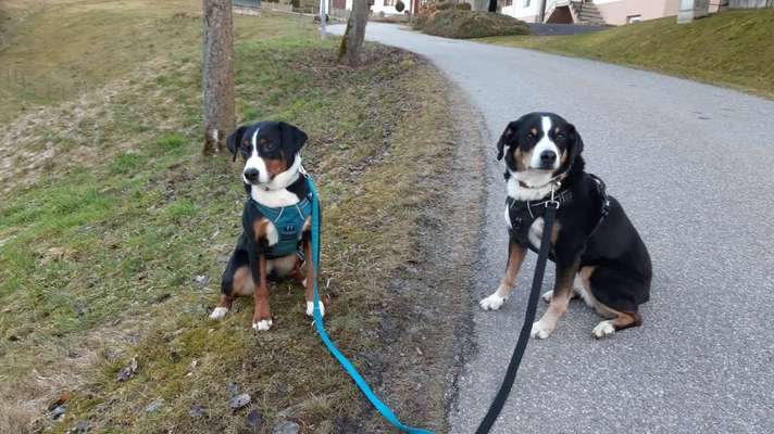 Appenzeller Sennenhunde-Beitrag-Bild