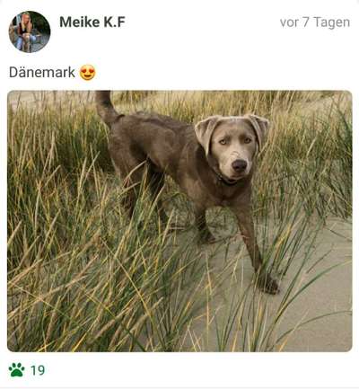 Challenge 41 - Mein Hund im Urlaub-Beitrag-Bild