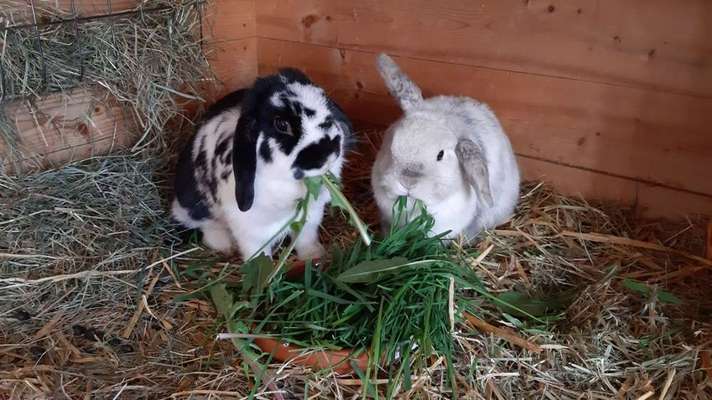 Andere Haustiere?-Beitrag-Bild