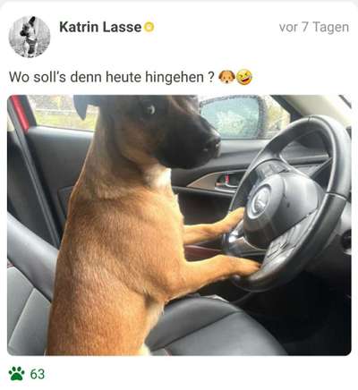 FOTOCHALLENGE 70 - Dein Hund im Auto-Beitrag-Bild