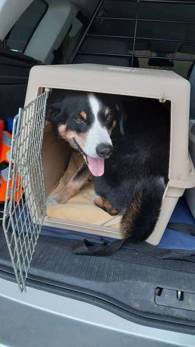 FOTOCHALLENGE 70 - Dein Hund im Auto-Beitrag-Bild