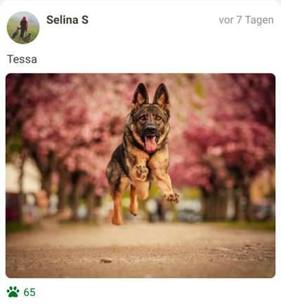 Fotochallenge 66 ~ Rennaction -Zeig deinen Hund im Lauf-Beitrag-Bild