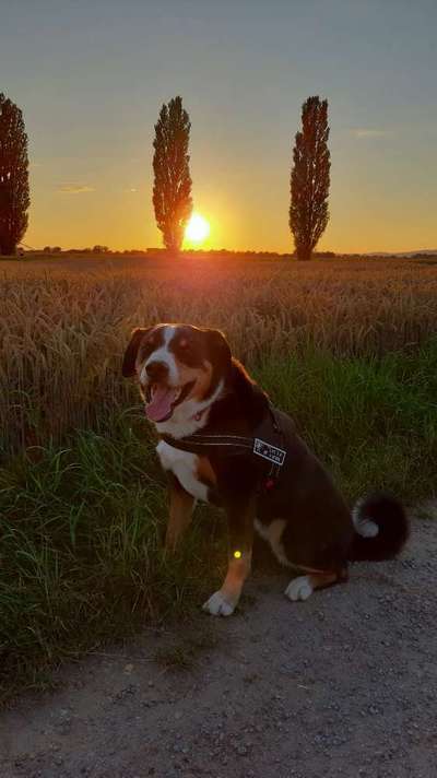 Dein Hund im Dogorama-Kalender 2021-Beitrag-Bild