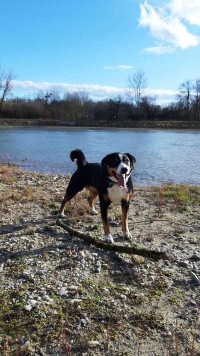 Dein Hund im Dogorama-Kalender 2021-Beitrag-Bild